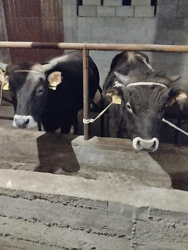 тук кара балта: Продаю | Бык (самец) | Полукровка | На откорм | Привязанные — 7