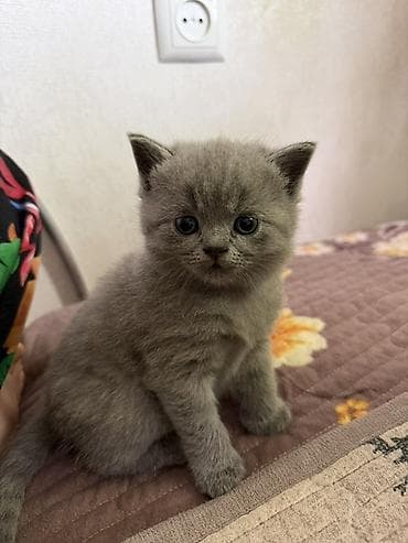 британская вислоухая кошка: Британская короткошёрстная, 2 месяца, Мальчик, Голубой, Приучена к лотку — 1