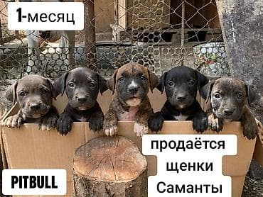 Питомник предлагает щенков питбуля от Саманты. - Возраст: 1 месяц at lalafo.kg Питомник предлагает щенков питбуля от Саманты. - Возраст: 1 месяц