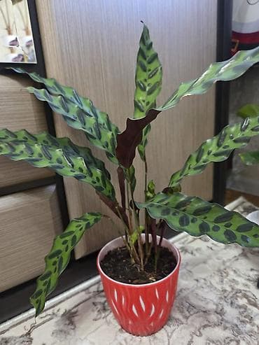 цветущий кактус: Декабрист оранжевый на подвое кактуса + калатея украшенная (два — 8