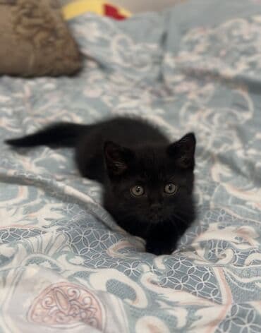 куда отдать кошку бишкек: 2 месяца, Мальчик, Черный, Метис, Приучена к лотку — 3