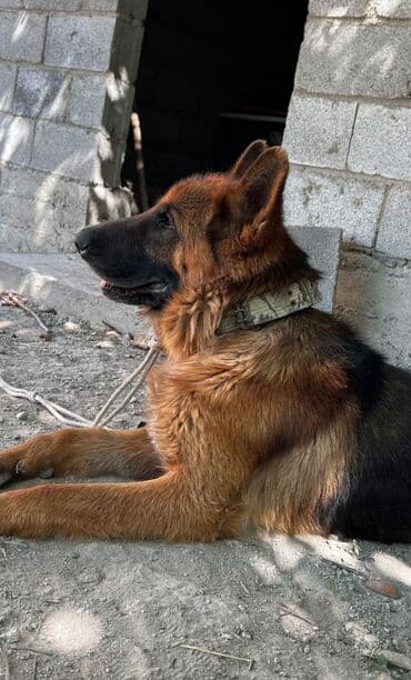 Немецкая овчарка, 4 года, Самец, С прививкой at lalafo.kg Немецкая овчарка, 4 года, Самец, С прививкой