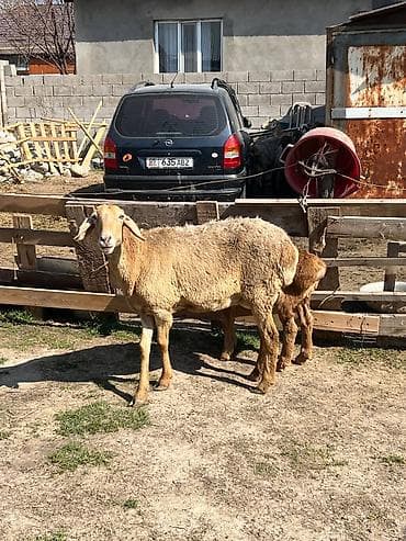 Другие животные: Продаю | Овца (самка), Ягненок, Баран (самец) | Гиссарская, Полукровка, Арашан | Для разведения | Матка — 3