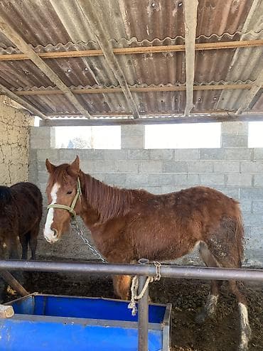 Услуги ветеринара: Продаю | Жеребенок | Дончак | Для разведения — 4