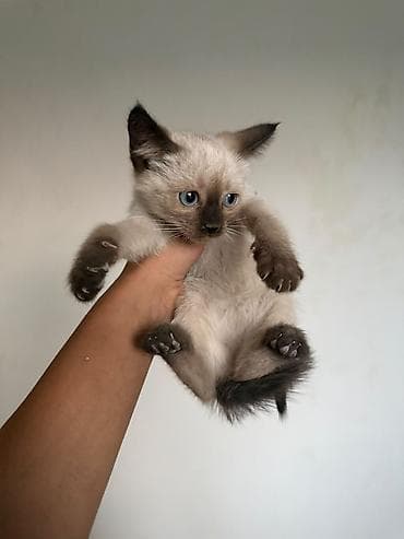 усыпление животных бишкек: Кошка даром: Сиамская, 2 месяца, Девочка, Приучена к лотку, Проглистована — 3