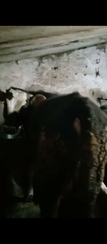 продаю тай: Продаю | Бык (самец) | Герефорд, Голштин | Для разведения — 3