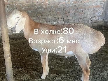 рабочий ат: Продаю | Баран (самец) | Арашан — 3