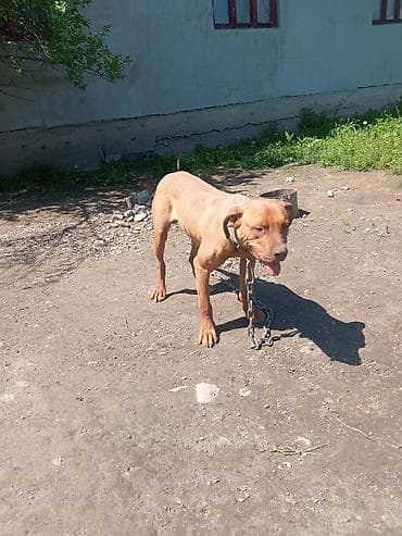 питбуль собака цена: Питбуль, 10 месяцев, Самец — 1