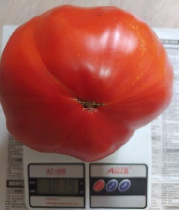 рассада помидор купить: Уруктар жашылчалардын: Помидорлор, Өзү алып кетүү — 8