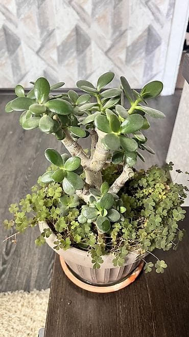 аглонемы: Цветы комнатные Цена договорная, предлагайте свою цену Драцена 2 шт — 3