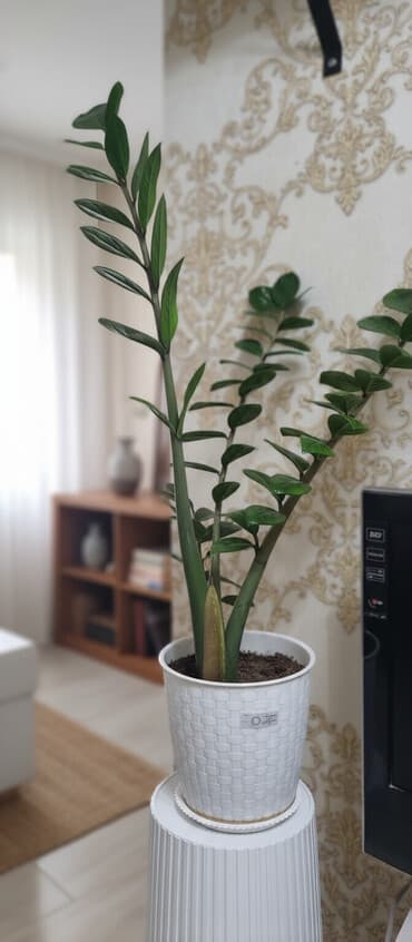 цветочная ваза: Продаю цветок офисный 70см высота — 1