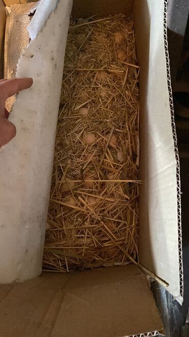 Животные: Куры яйца Адлер серебристый на инкубацию яйцо принимаю на заказ выход — 9