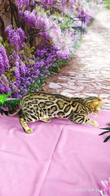 новорожденные котята: Бенгальские Детки .проф питомник Бен Гла Мур. предлагает Девочек и — 12