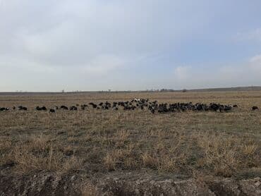 домик для кур: Продаю | Индюшка (самка), Индюшата | Черный принц, Северокавказская | На забой, Для разведения | Племенные — 9