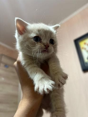 Продажа кошек: Предлогаются к бронированию 3 девочки и 2 мальчика серый и кремовый !! — 3