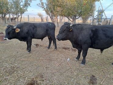 объявления о найденных собаках: Продаю | Бык (самец) | На откорм | Племенные — 6