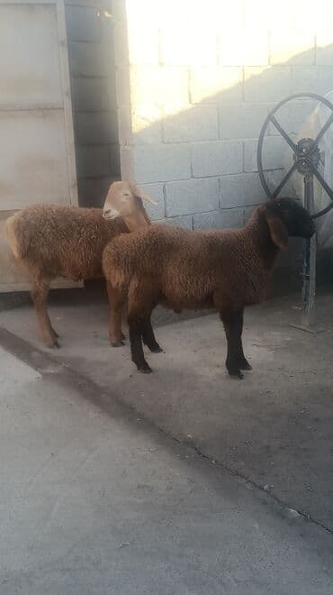 сколько стоит собака породы корги: Продаю | Ягненок | Для разведения — 1