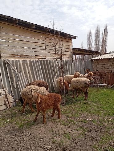 С/х животные и товары: Продаю | Овца (самка) | Для разведения — 4