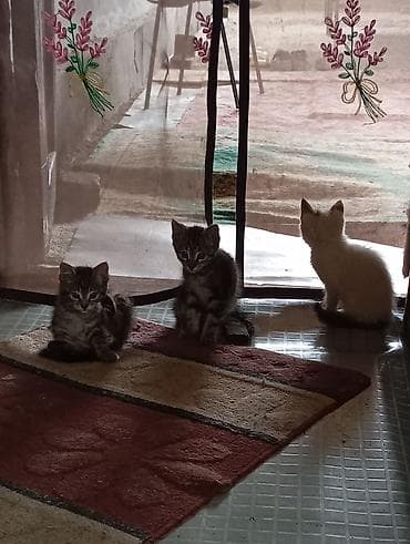 забавные котята: Отдадим в добрые руки котят2 месяца,в туалет ходят,кушают — 1