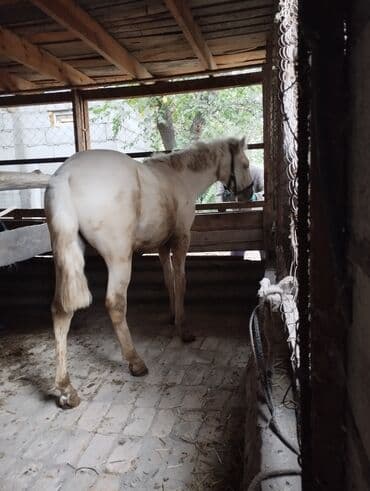 домик для животных: Продаю | Конь (самец) | На забой — 3