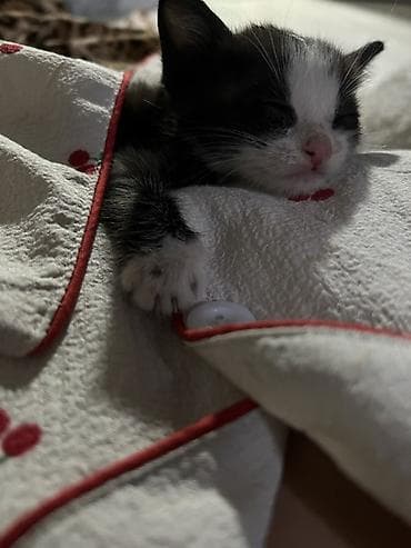 scottish fold: Котёнок черно-белого окраса (тиuxedo), с белой мордочкой, носиком и — 5