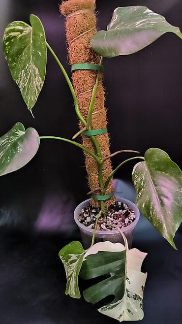 Монстера Альба В наличии 2 Монстеры Альбо 1-я на опоре, в