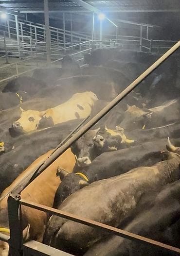 сколько стоит кошка в бишкеке: Продаю | Бык (самец) — 1