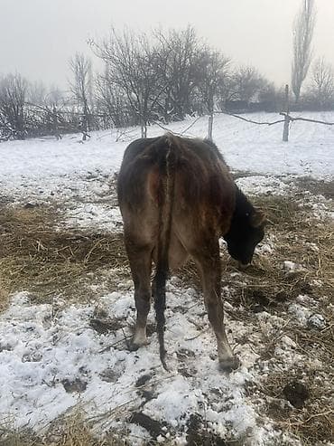 Услуги ветеринара: Продаю | Корова (самка) | Швицкая | Для молока | После отела, Искусственник — 2