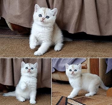 Шотландские котятавозраст полтора месяца .Готовы переехать в новые