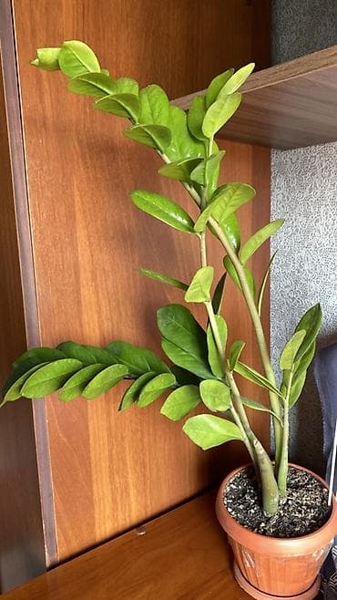 Замиокулькас (Долларовое дерево): Продаю Замиокулькас (долларовое дерево) в горшке - Куст с несколькими — 1