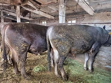 дойные коровы кара балта: Продаю | Бык (самец) | На откорм | Привязанные — 7