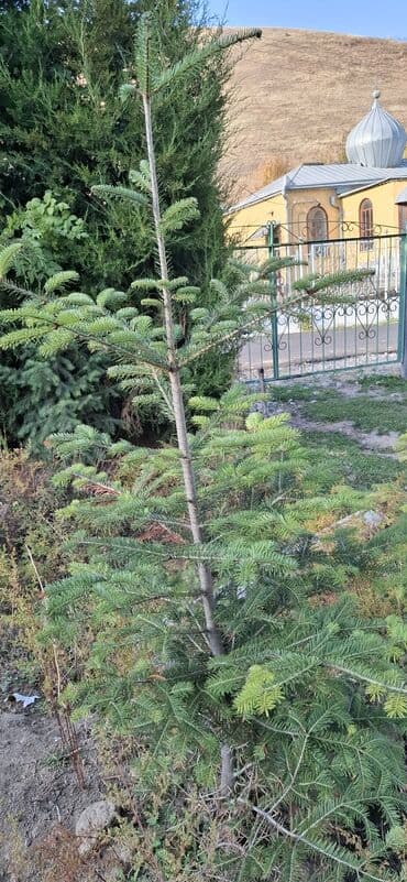 аэратор для газона: Саженцы деревьев: Ели — 6