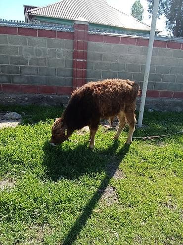 сементал бука: Продаю | Музоо, торпок | Полукровка | На откорм | Привязанные — 1