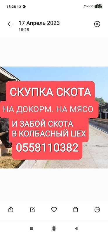 Куплю | Коровы, быки, Лошади, кони, Другие с/х животные | Круглосуточно, Любое состояние, Забитый at lalafo.kg Куплю | Коровы, быки, Лошади, кони, Другие с/х животные | Круглосуточно, Любое состояние, Забитый