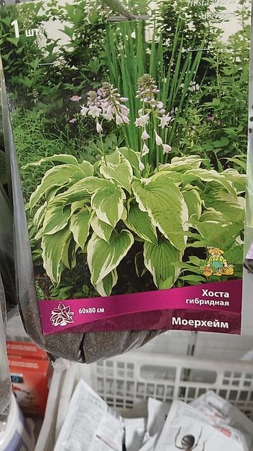 Хоста — набор сортов (по 1 шт. в упаковке) Доступные сорта по — 1