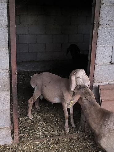 бараний жир: Продаю | Овца (самка) | Для разведения — 2