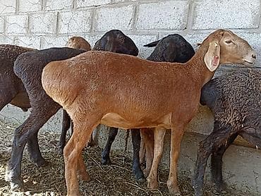 Продам с/х животных: Продаю | Овца (самка) | Для разведения — 3