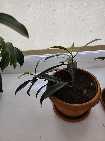 Комнатное растение в горшке - Вид: декоративнолистное комнатное