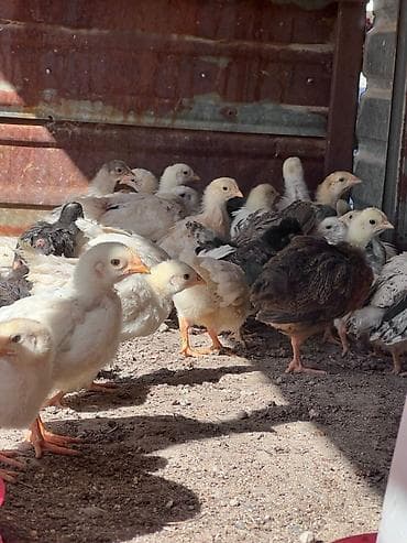 домашняя кошка: Продаю | Цыплята | Домашняя | Для разведения — 4