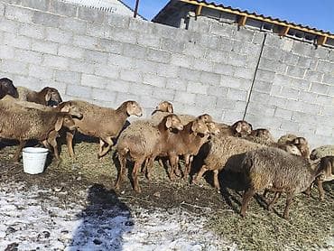 Үй жаныбарлары үчүн товарлар: Сатам | Ургаачы кой (ургаачы) | Көбөйтүү үчүн | Токту — 1