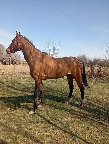 арабский конь: Продаю | Конь (самец) | Полукровка | Конный спорт — 1