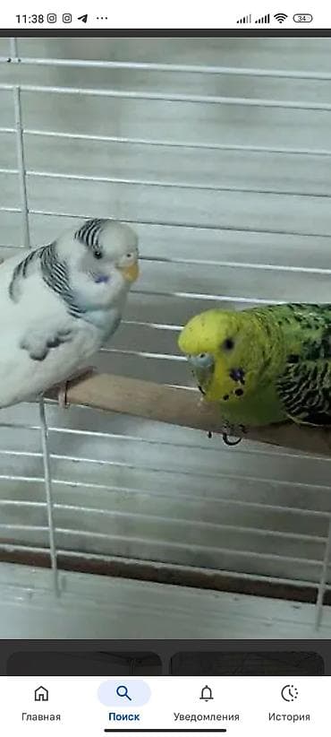 бигль собака: Волнистые попугаи (пара) - Вид: волнистый попугай (Melopsittacus — 3