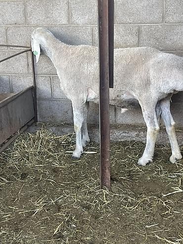 собаки сокулук: Сатам | Ургаачы кой (ургаачы) | Көбөйтүү үчүн | Асыл тукумдуу — 2