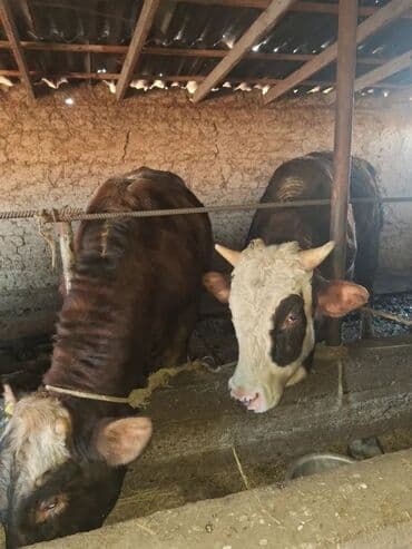 дом животных: Продаю | Бык (самец) | Швицкая, Абердин-ангус | На откорм, На забой, Для разведения | Искусственник — 1