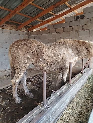 кунан ат: Продаю | Кобыла (самка) | Рабочий — 2