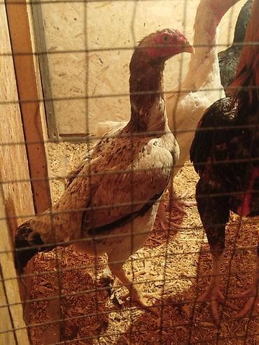цыплята беловодск: Продаю | Куры — 4
