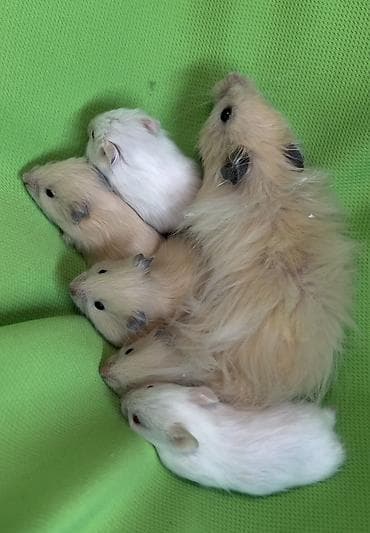 Продаются хомячки джунгарские, сирийские, ангорские пушистые хомячки