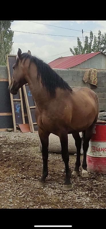 Продаю | Конь (самец) | Рабочий