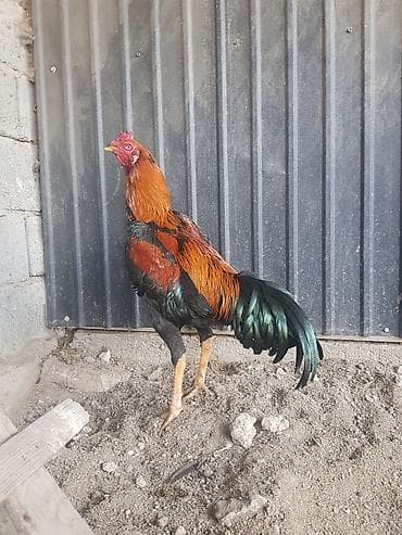 арпа урук бишкек: Дакан шамо петушки ( обмен не интересуют ) — 4