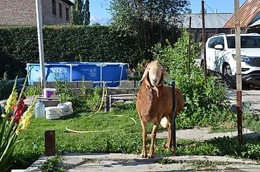животные в аренду: Продаю | Баран (самец) | Арашан | Для разведения | Осеменитель — 6